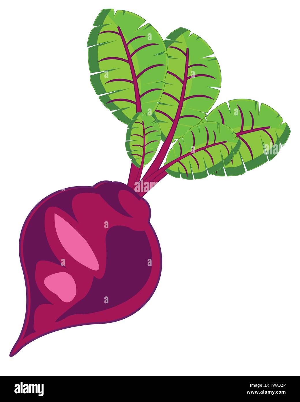 Vector illustration ripe and useful vegetable red beet Stock Vector