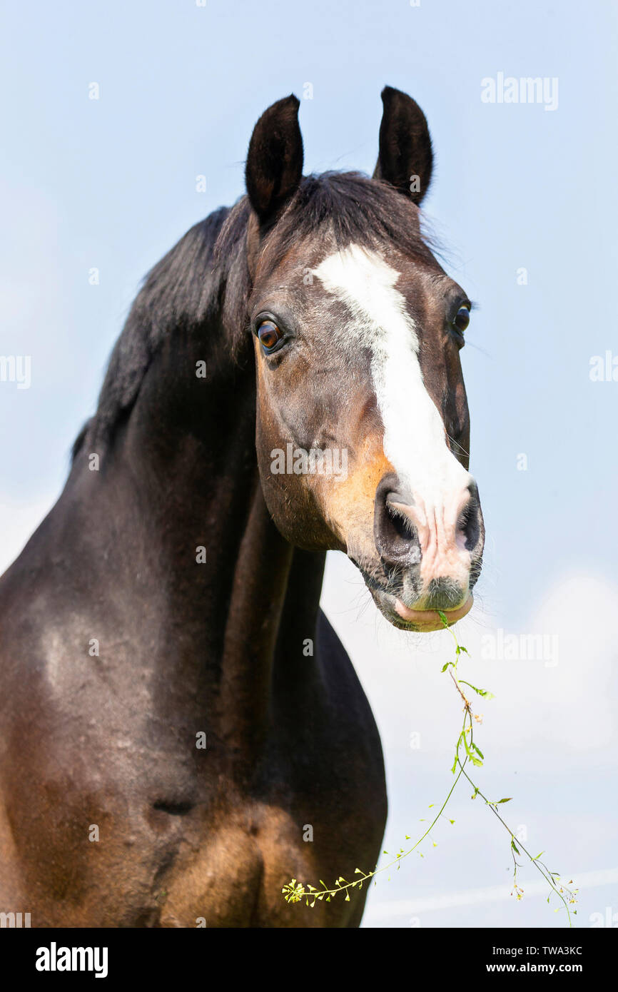 Swiss Warmblood. Portrait of bay gelding. Germany Stock Photo Alamy