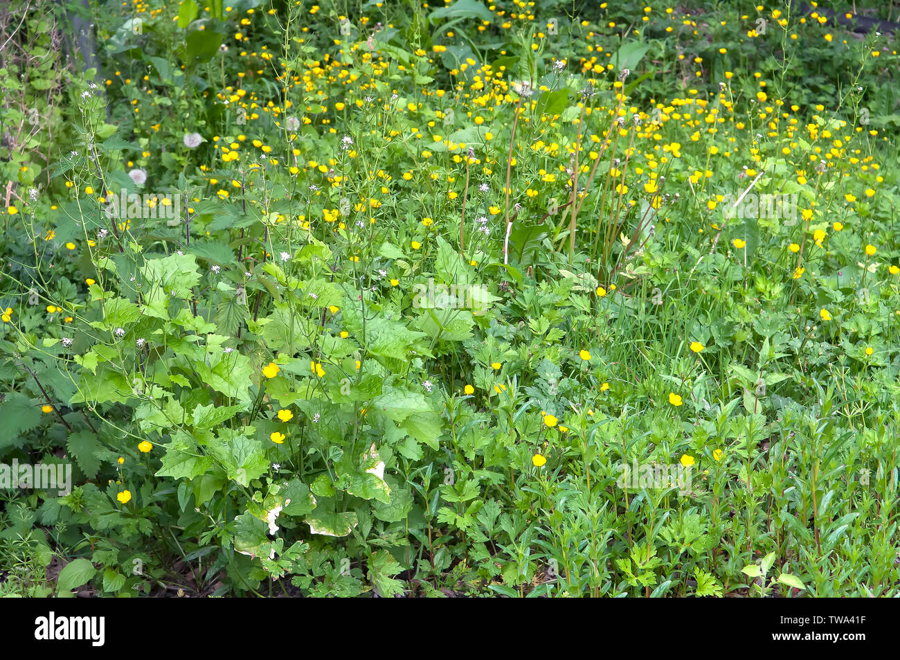A meadow full of Buttercups an English wild flowers, said to indicate
