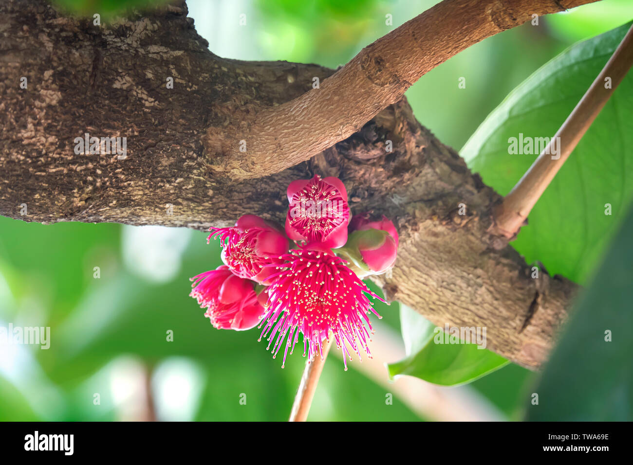 pink flower of Malay rose apple which is the tropical fruit. The scientific name is Syzygium malaccense Stock Photo