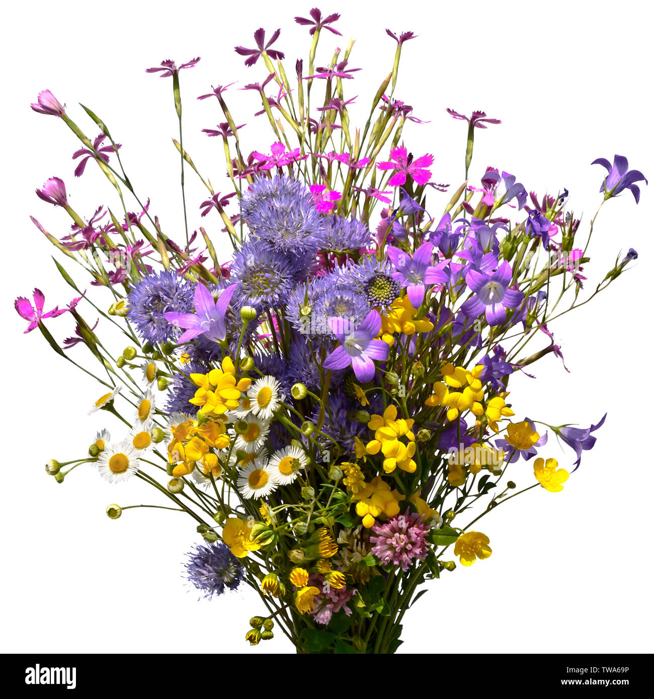 Bouquet of wild flowers isolated on white Stock Photo - Alamy