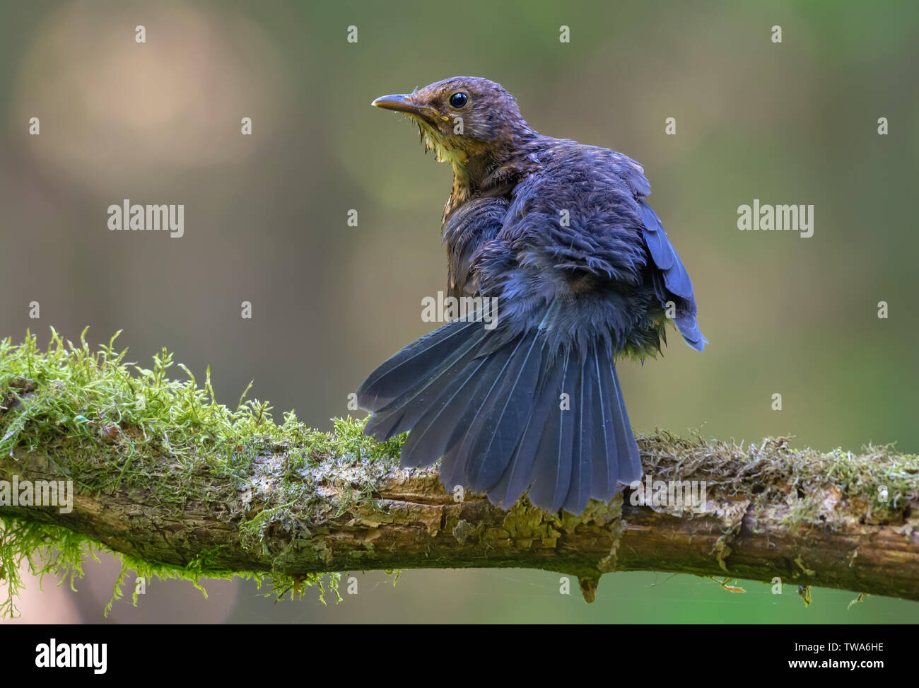 Common blackbird combes and takes care of feathers near a waterpond Stock Photo