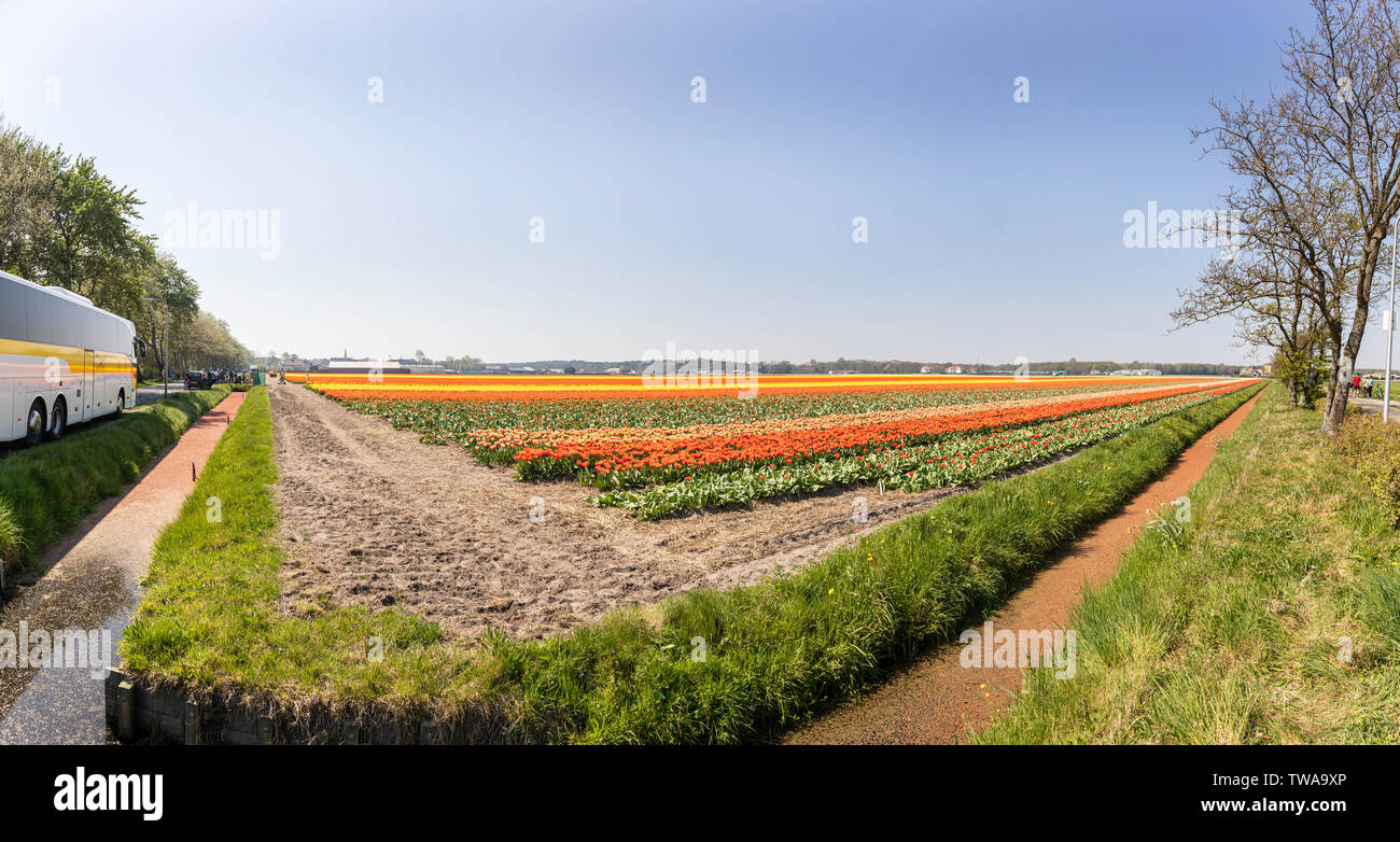 Panorama of a Tulip Field in full bloom, South Holland Stock Photo