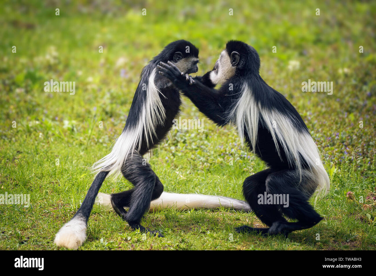 Two Mantled guereza monkeys fighting in grass Stock Photo