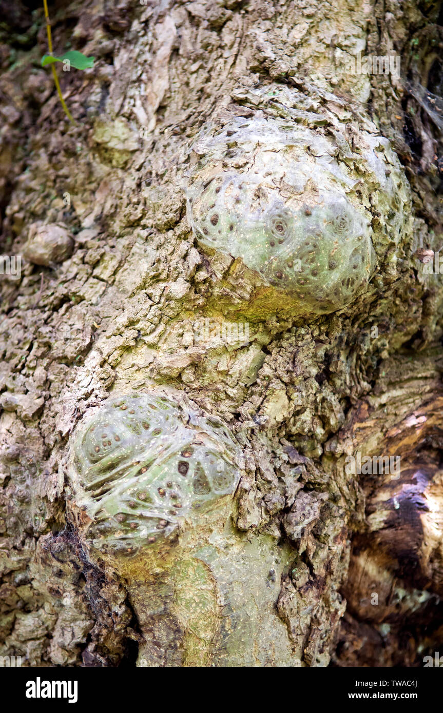 Trees With Lumps And Bumps High Resolution Stock Photography and Images ...