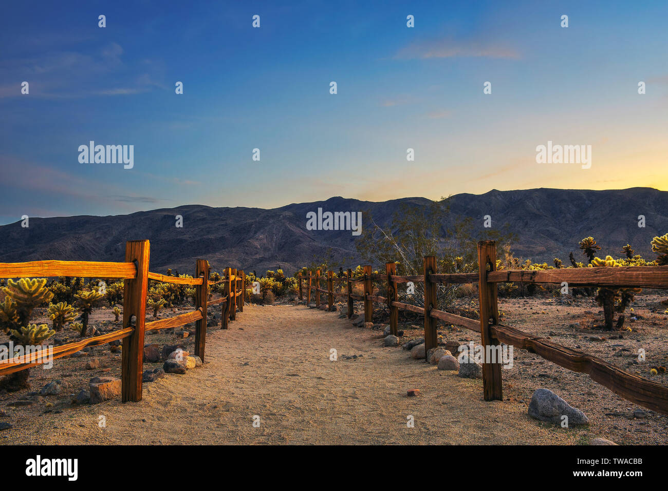 Trail through Cholla Cactus Garden in Joshua Tree National Park at sunset Stock Photo