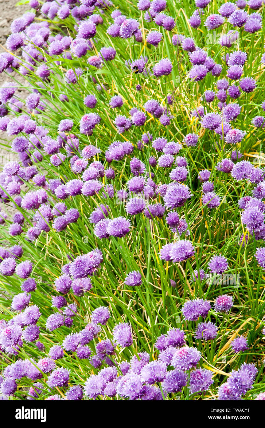 Chive flowers are bee friendly Stock Photo