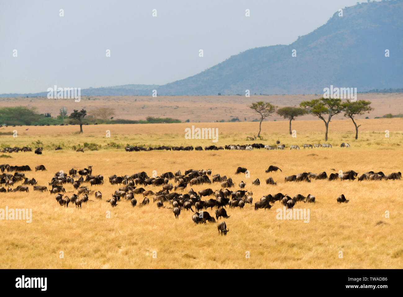 Wildebeest pack during great migration, Masaimara, Africa. Stock Photo