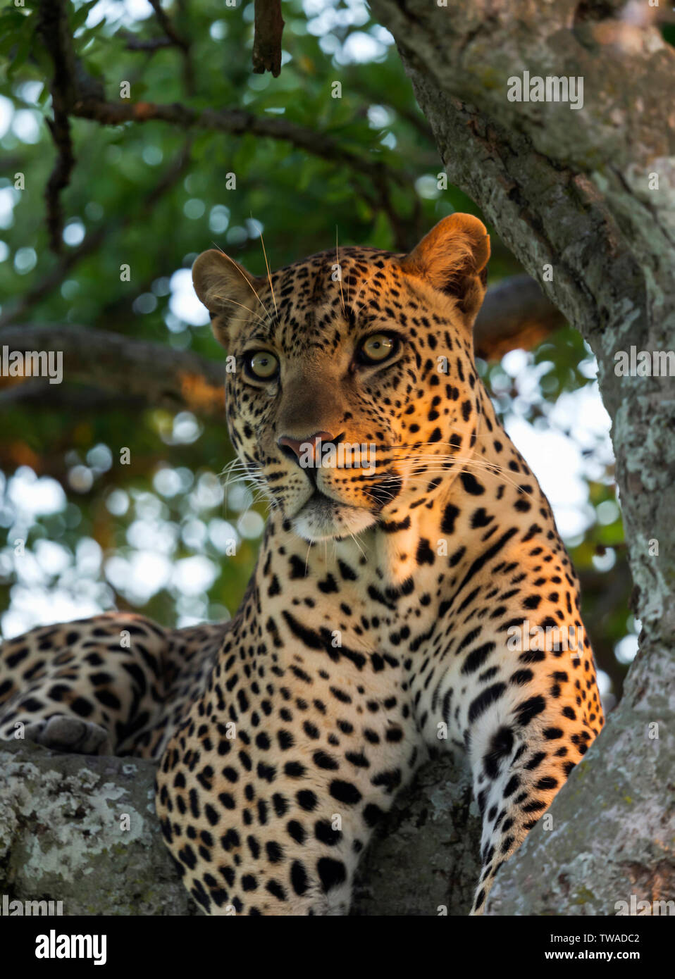 Male leopard sitting on a tree, Masaimara, Africa Stock Photo - Alamy