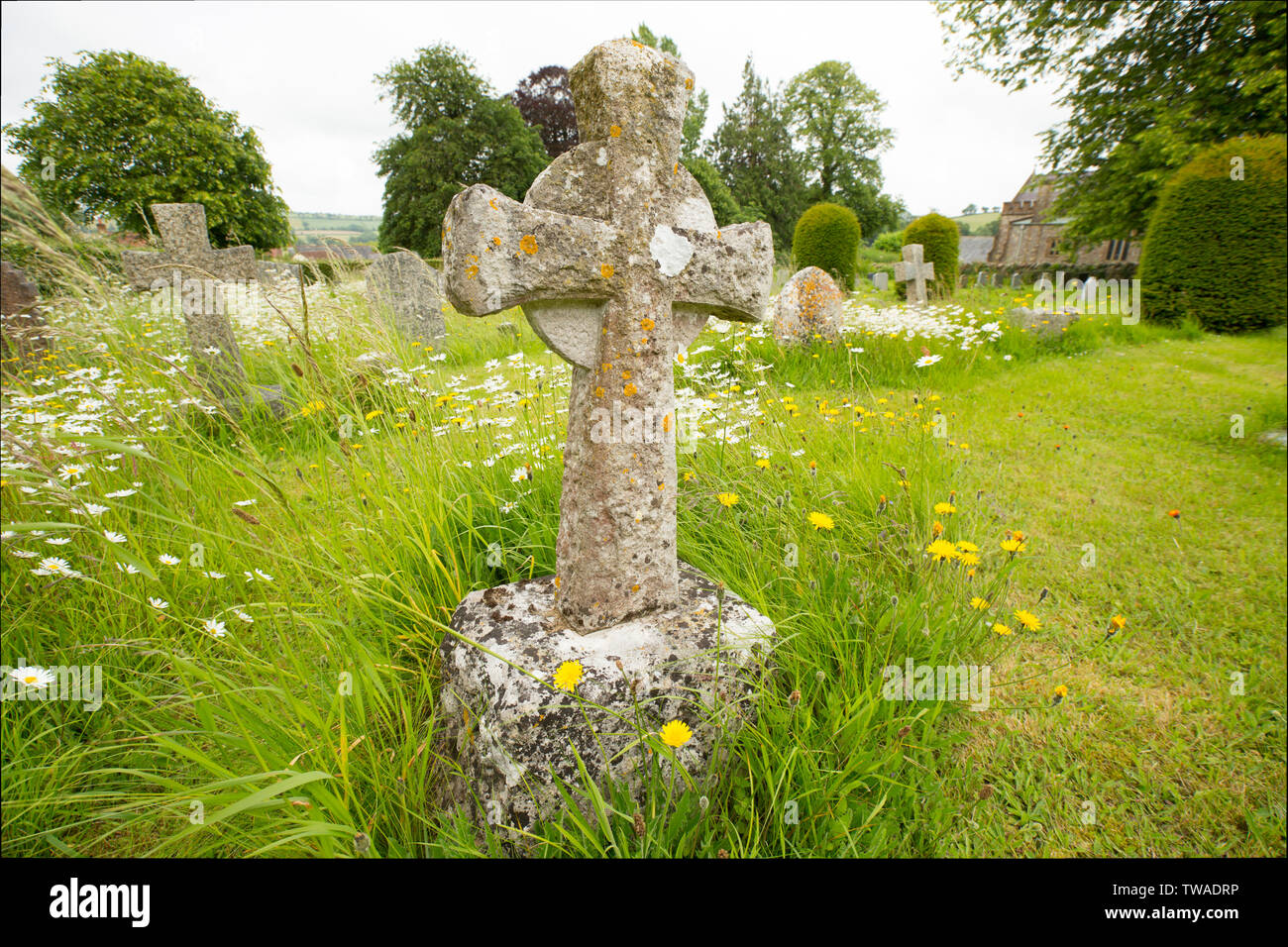 Old gravestones amid wildflowers in the graveyard of St Mary’s Church in the village of Thorncombe, Dorset England UK GB Stock Photo