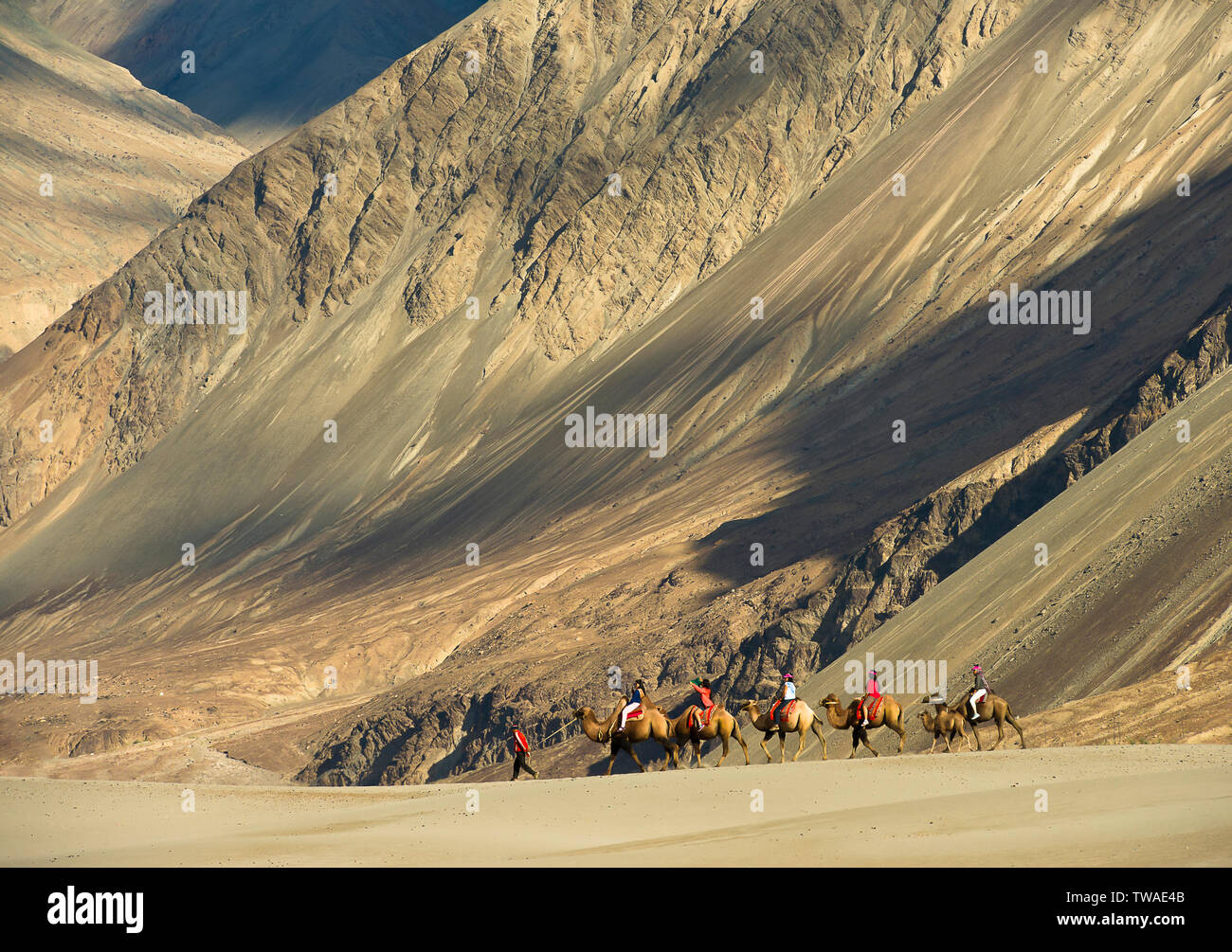 LADAKH, INDIA, July 2013, Tourist on bactrian camel ride. Stock Photo