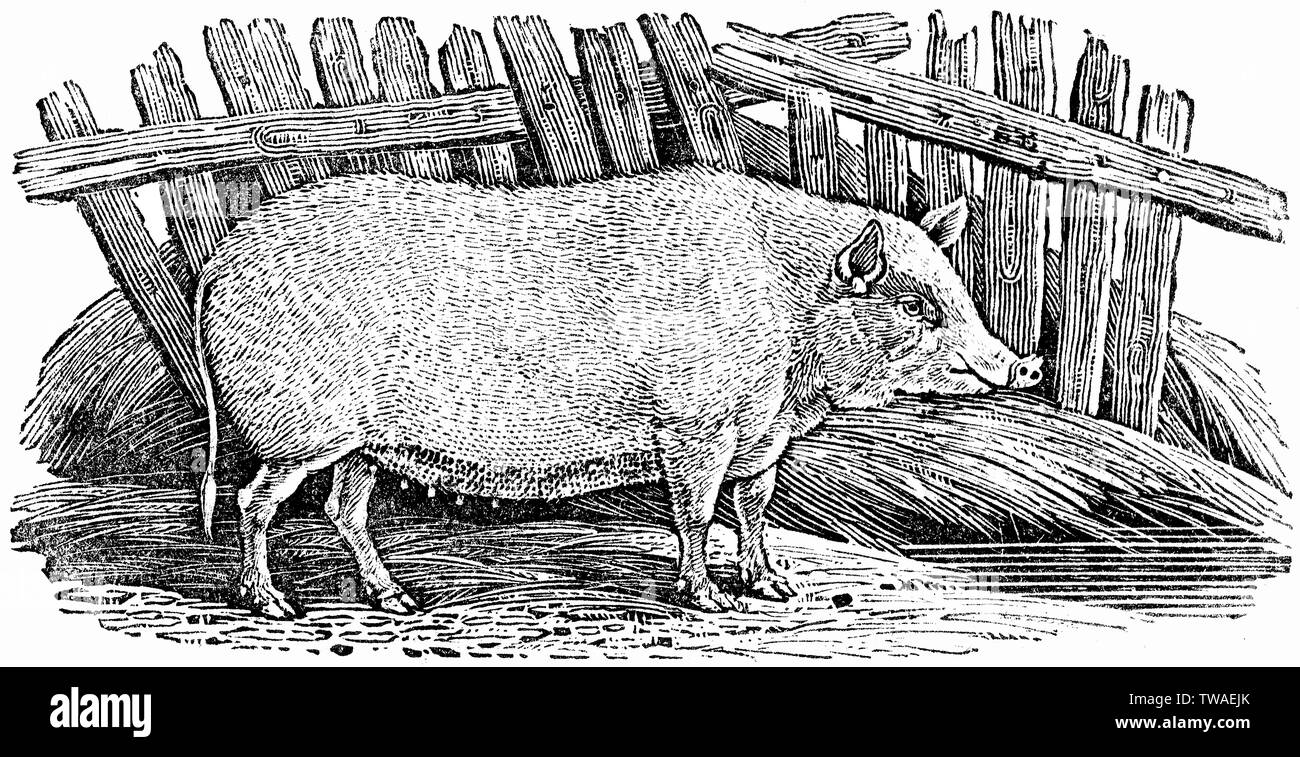 Wood cut engraved illustration, taken from 'Thomas Bewick 'A General History of Quadrupeds', Published by T. Bewick, Longman and Co. Printed by Edward Stock Photo