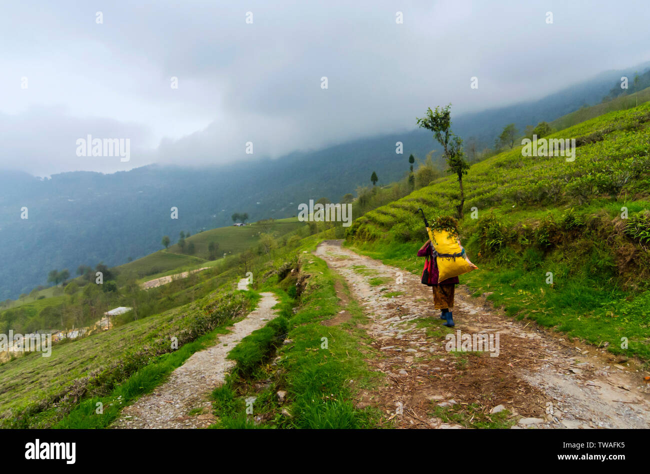 Timi Tea Temi tea hi-res stock photography and images - Alamy