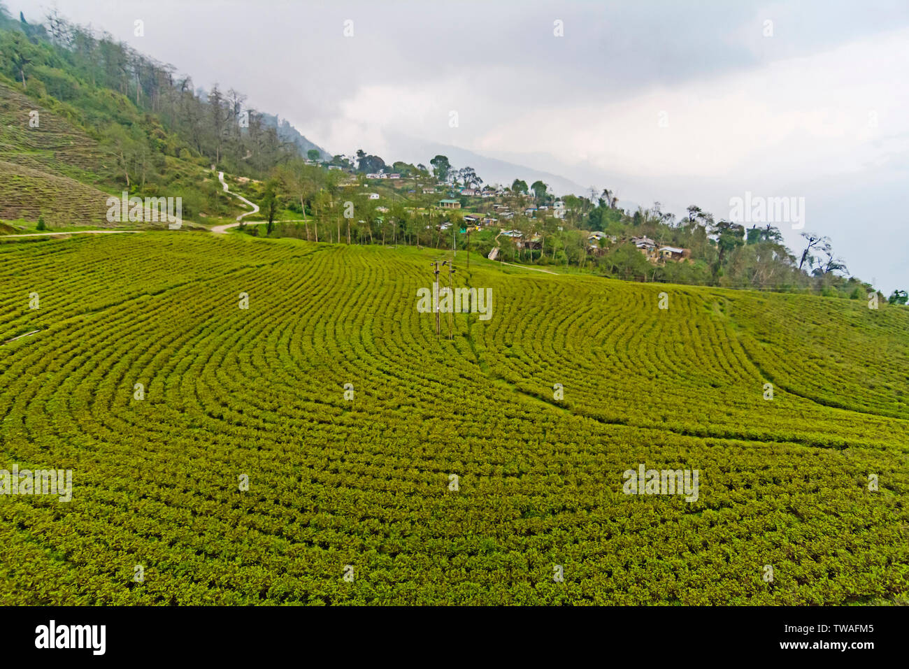 Tea plantation at Temi Tea Estate, Sikkim, India. Stock Photo