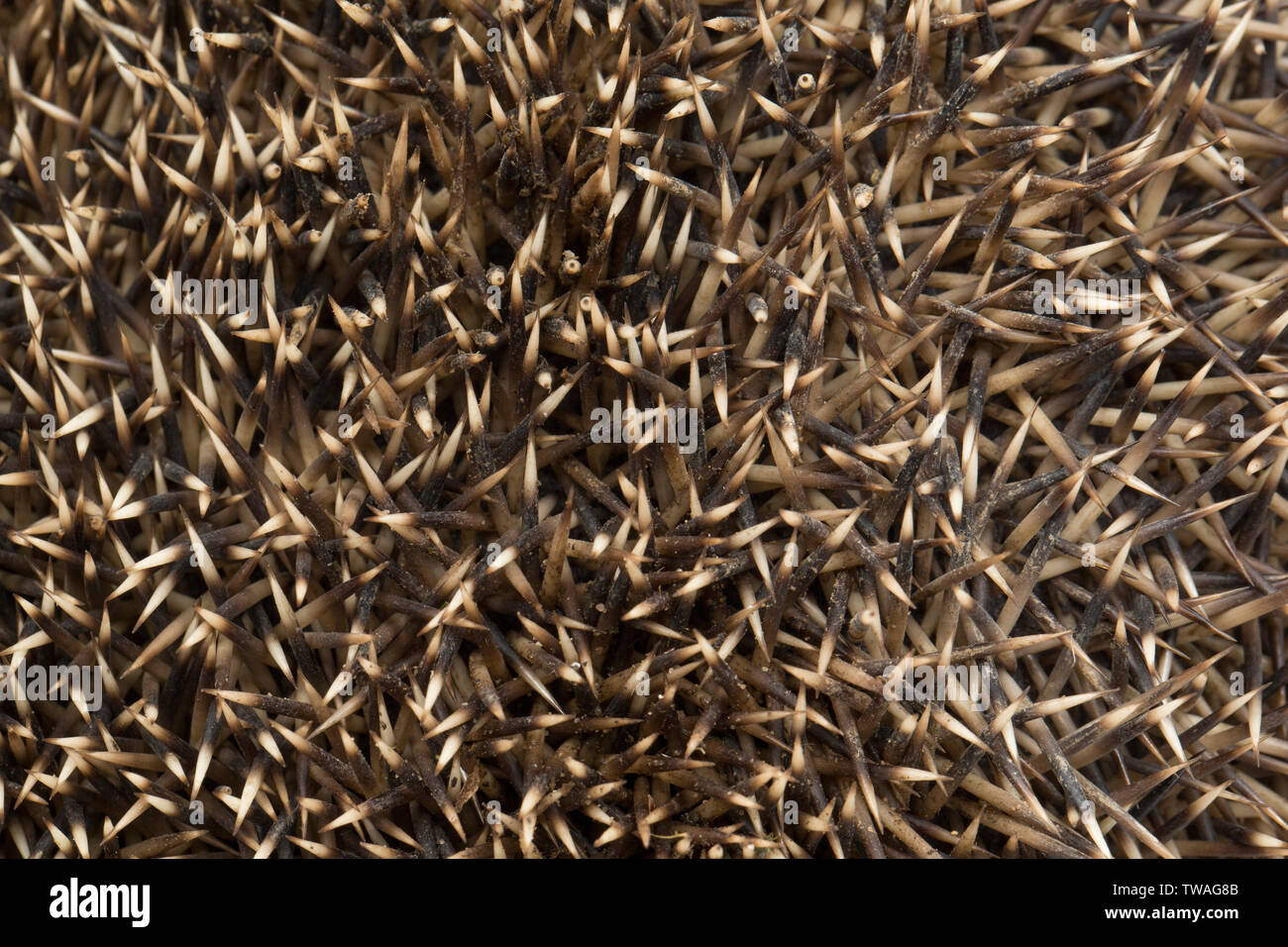 A close-up picture of the spines on a European hedgehog, Erinaceus europaeus, photographed on a white background. Dorset England UK GB Stock Photo