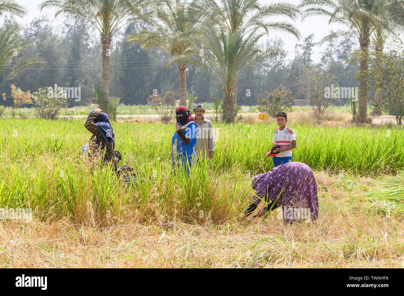 Sekem farm, Markaz Belbes, Egypt Stock Photo