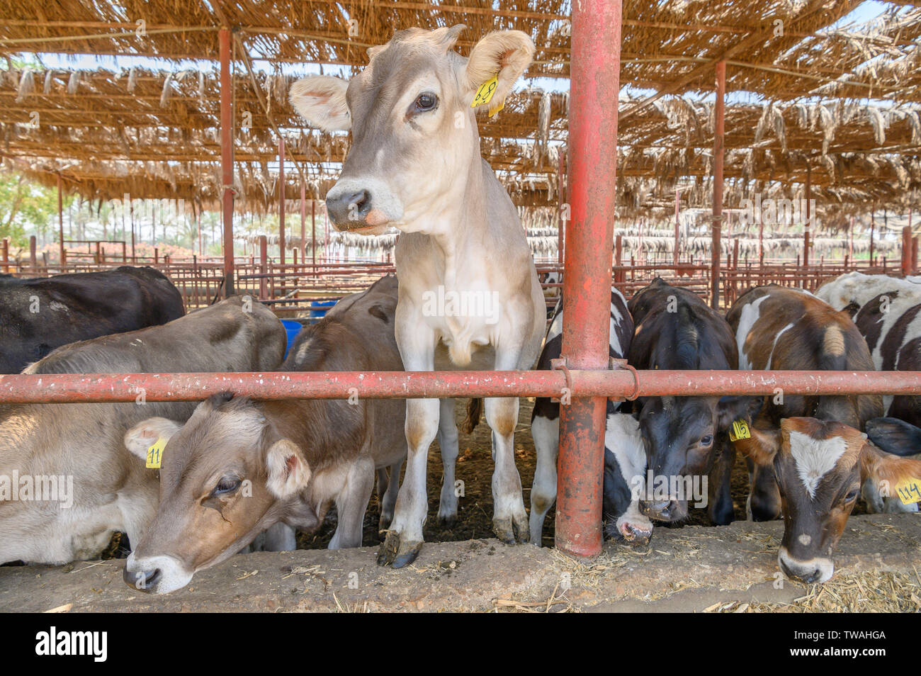 cattle on Sekem farm, Markaz Belbes, Egypt Stock Photo