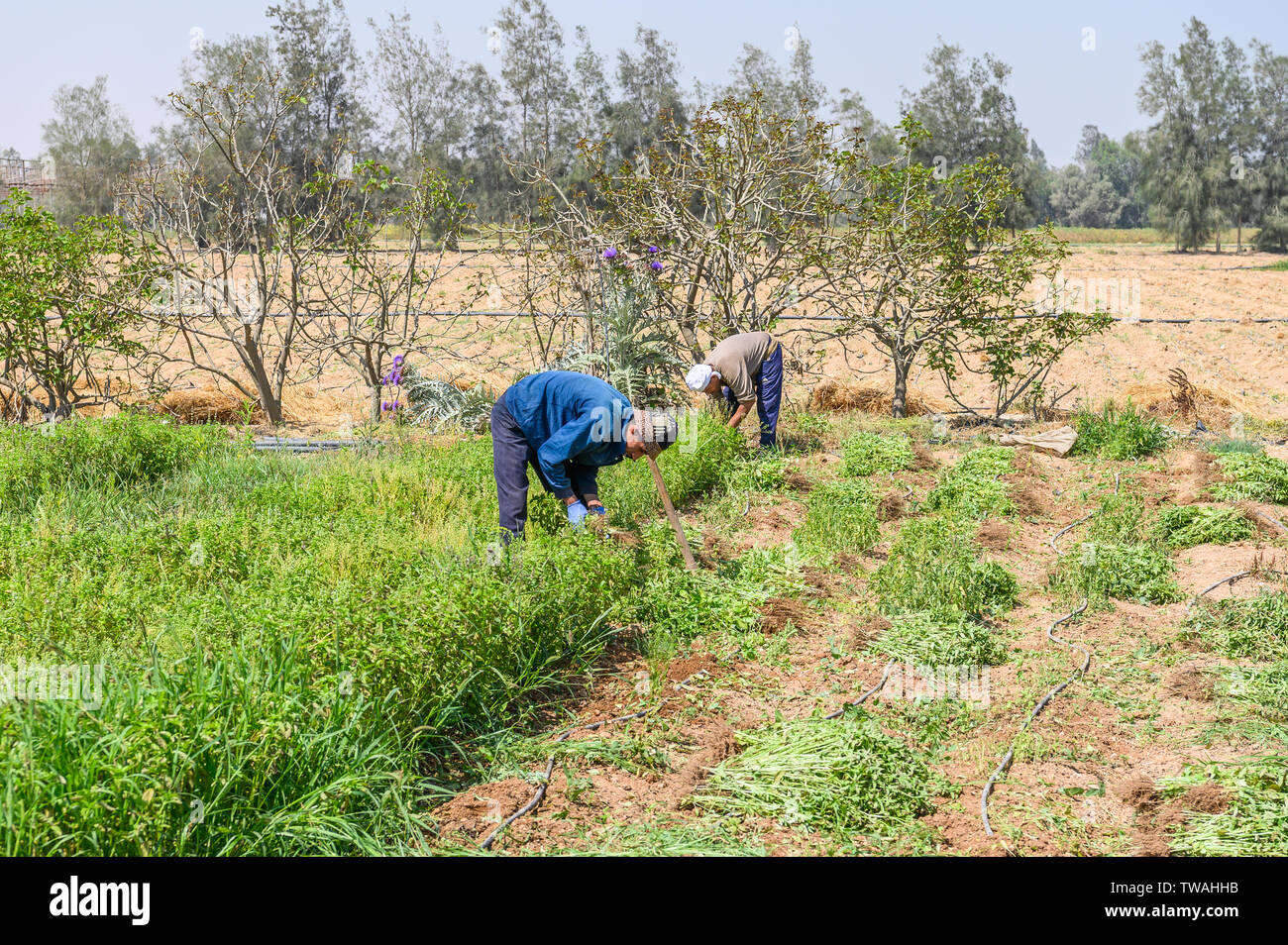 Sekem farm, Markaz Belbes, Egypt Stock Photo