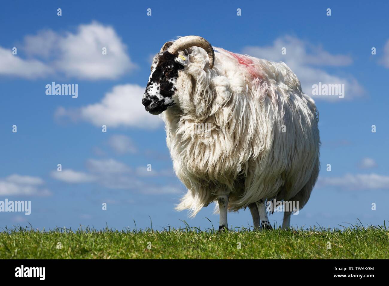 Domestic long-haired ram (Ovis gmelini aries) stands on dike against blue cloudy sky, Schleswig-Holstein, Germany Stock Photo