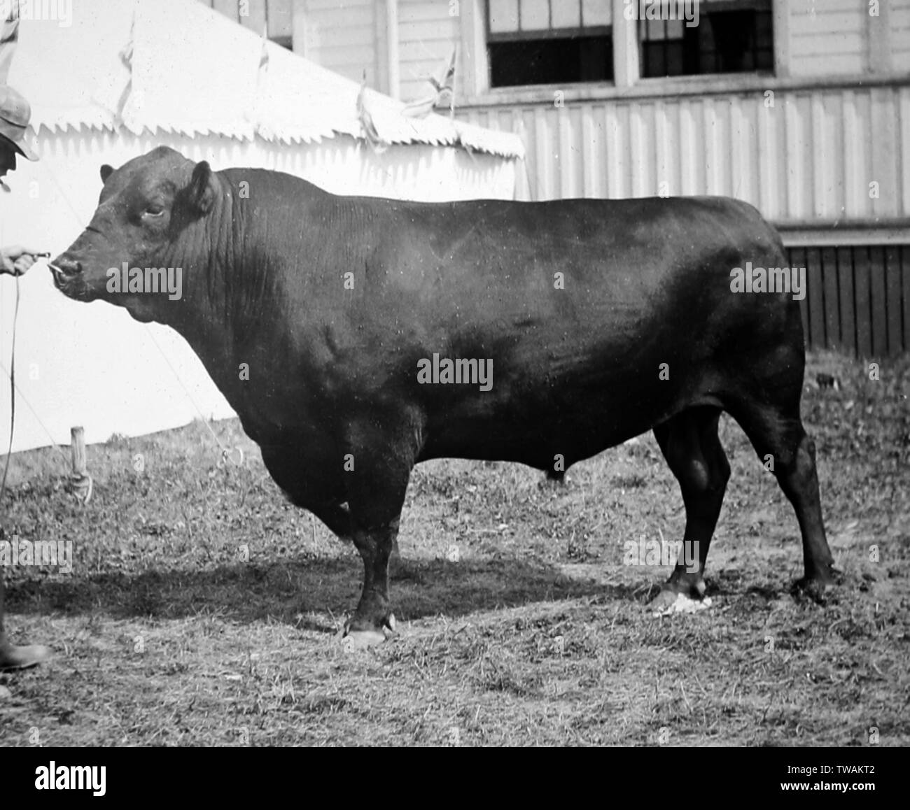 Aberdeen angus beef Black and White Stock Photos & Images Alamy