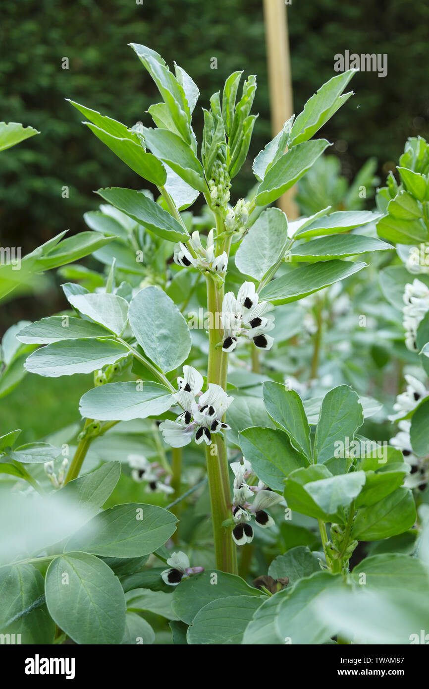 Broad bean plant with white flowers closeup Stock Photo
