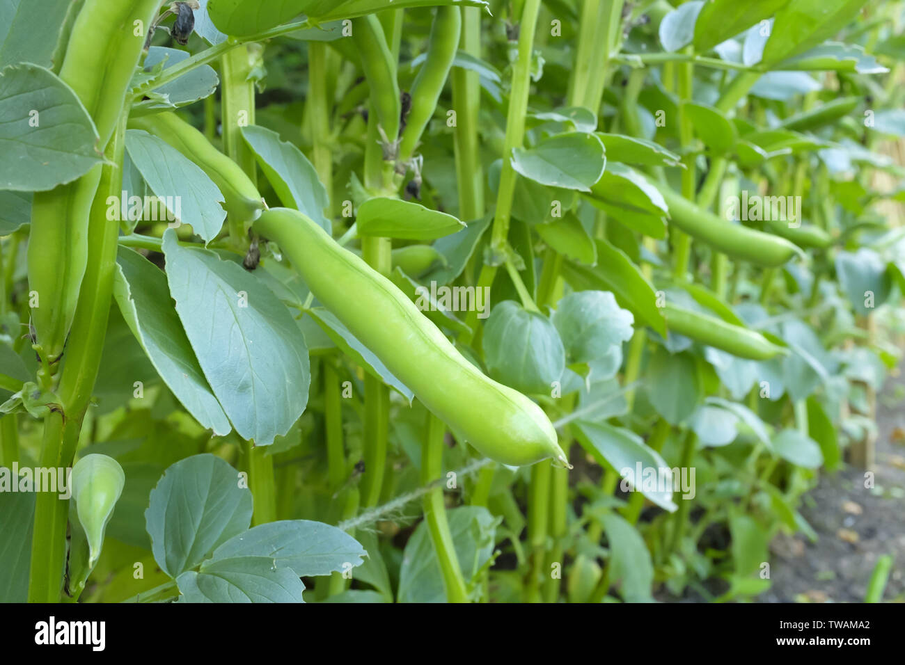 Broad bean pods closeup growing on a plant in a vegetable allotment