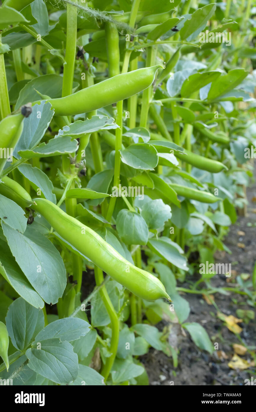 Broad beans growing outdoors in a field ready for picking Stock Photo