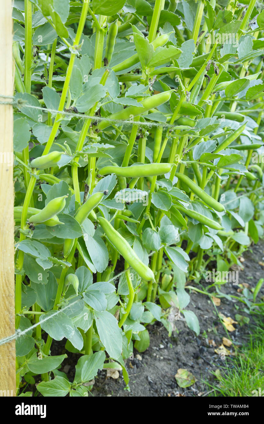 Broad bean plant with twine supports growing in a vegetable allotment Stock Photo