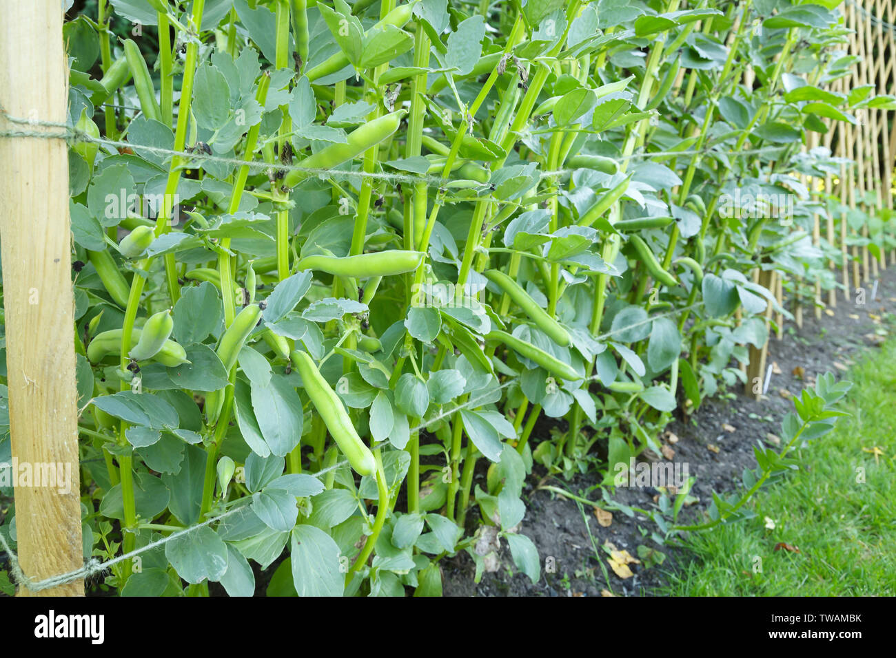 Broad beans or fava beans growing in a vegetable garden Stock Photo