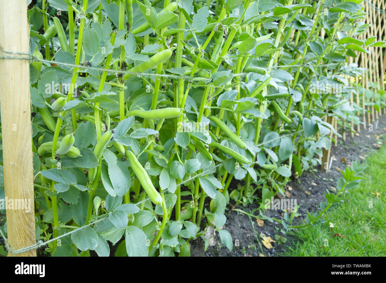 Broad beans support hi-res stock photography and images - Alamy