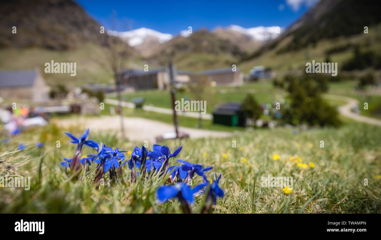 Nice blue flowers in mountain pasture gentian without stalk, Gentiana clusii Stock Photo
