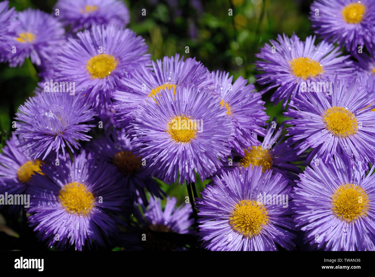 Blue flowers in the flowerbed in the summer season Stock Photo Alamy
