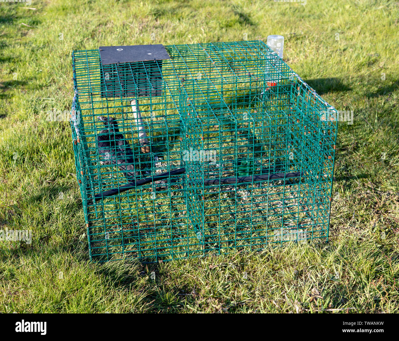 Crow caught in Larsen trap, Shottisham, Suffolk, England, UK Stock Photo