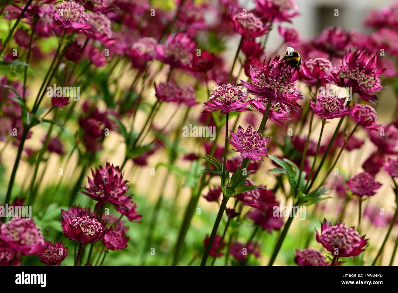 Astrantia Sheila's Red attracting bees. Stock Photo