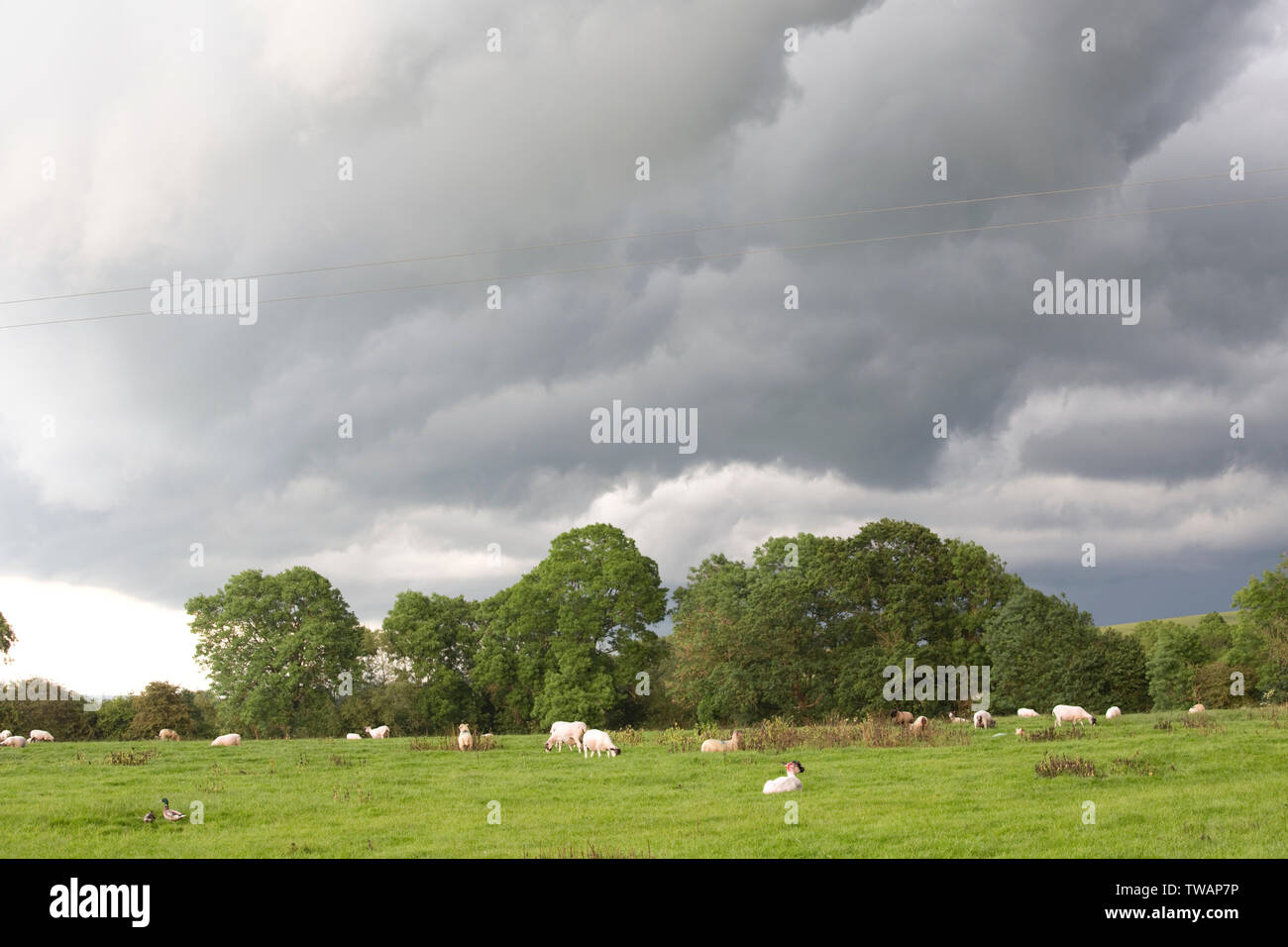 Dark rain clouds from Storm Miguel hover over sheep grazing in field, Mickleton, Chipping Campden, UK Stock Photo