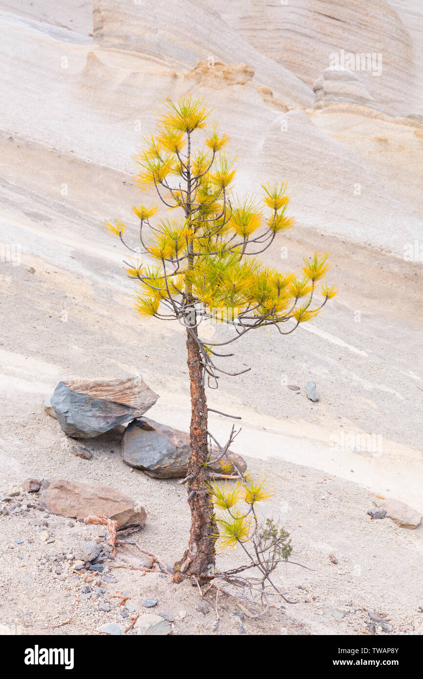 Pino canario canary island pine pinus canariensis hi-res stock ...