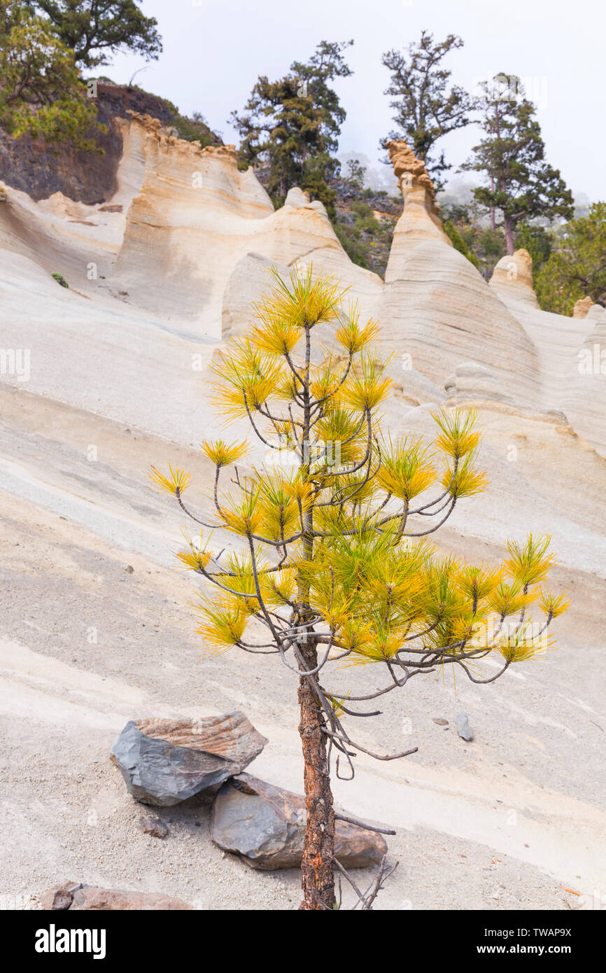 Pino Canario Canary Island Pine Pinus Canariensis High Resolution Stock ...