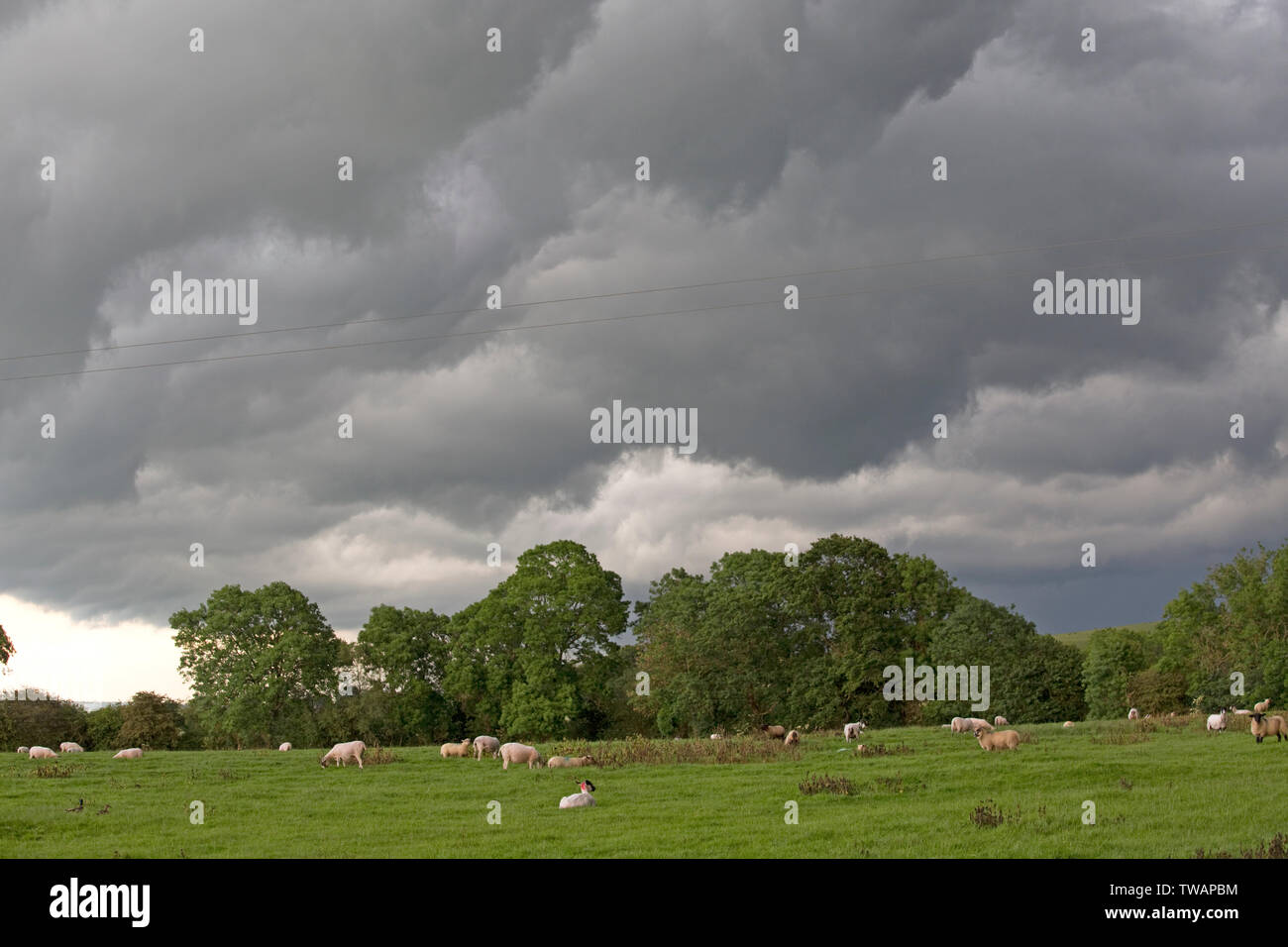Dark rain clouds from Storm Miguel looming over grazing sheep, surrounding Mickleton, Chipping Campden, UK Stock Photo