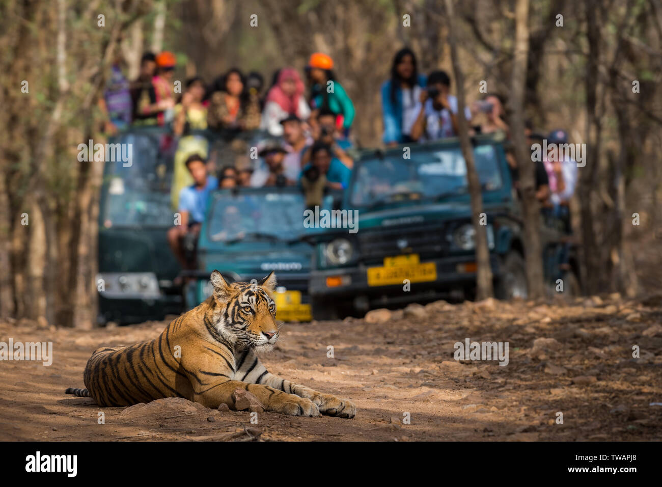 Showstopper A wild male bengal tiger sitting on road and in background safari vehicles sighting this magnificent animal in open at forest of central i Stock Photo