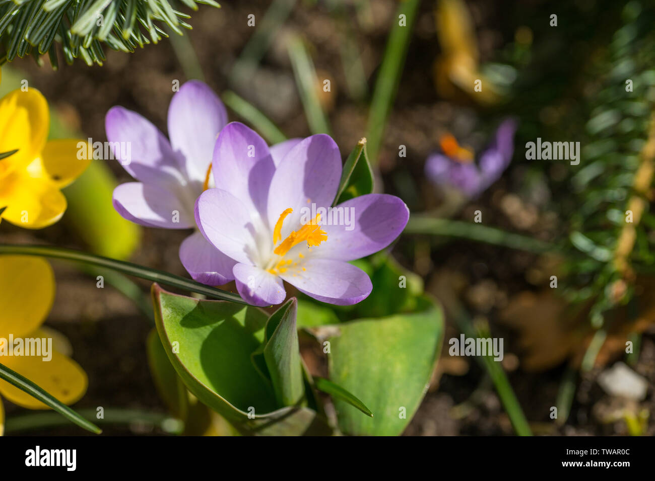 spring has come, anemones and crocuses in full bloom with bright lilac color Stock Photo