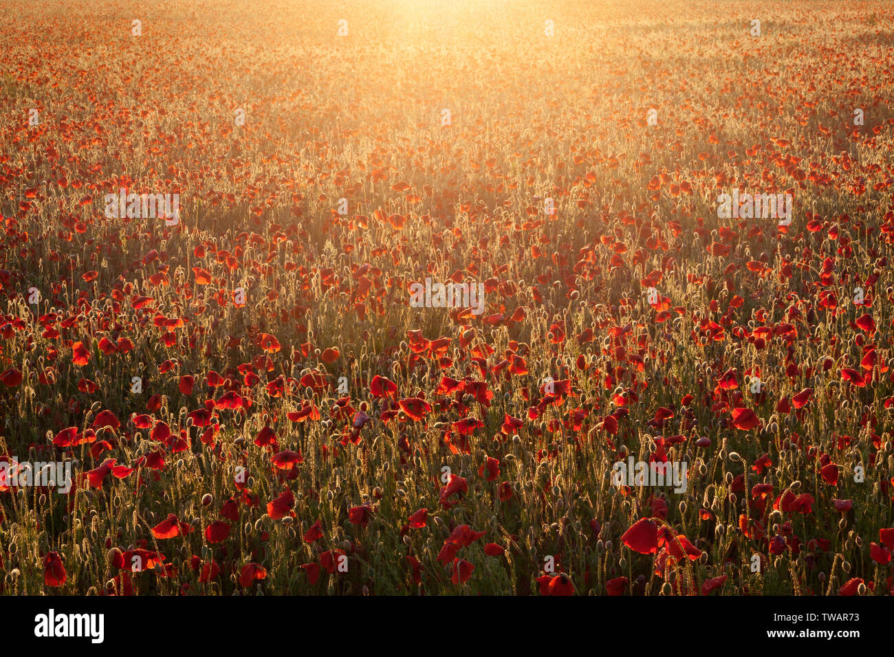 UK Weather: Sunrise over a field of poppies on a bright June morning. Near Messingham, North Lincolnshire, UK. 16th June 2019. Stock Photo