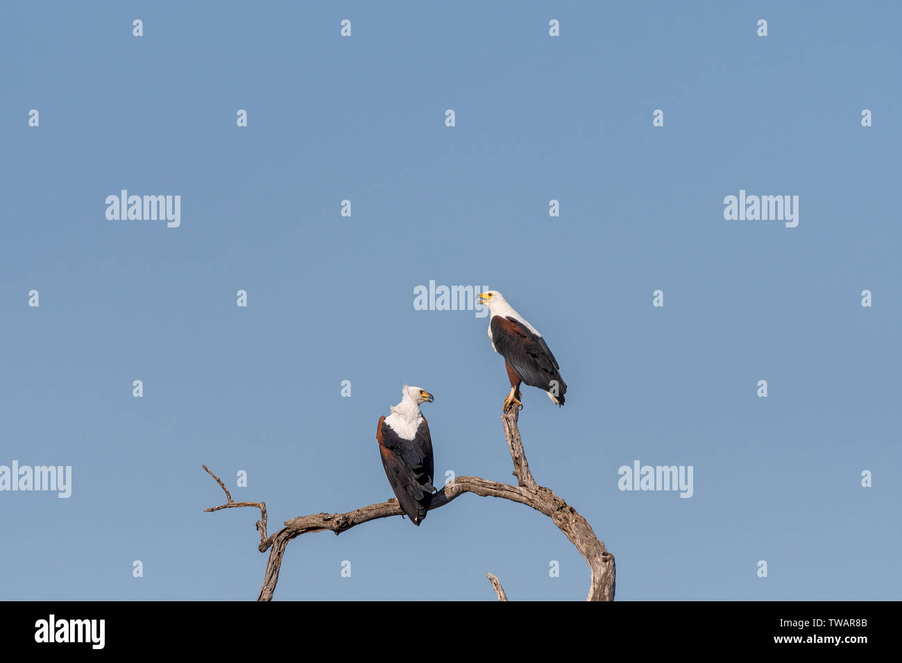 Two african fish eagles, Haliaeetus vocifer, on a dead tree branch Stock Photo