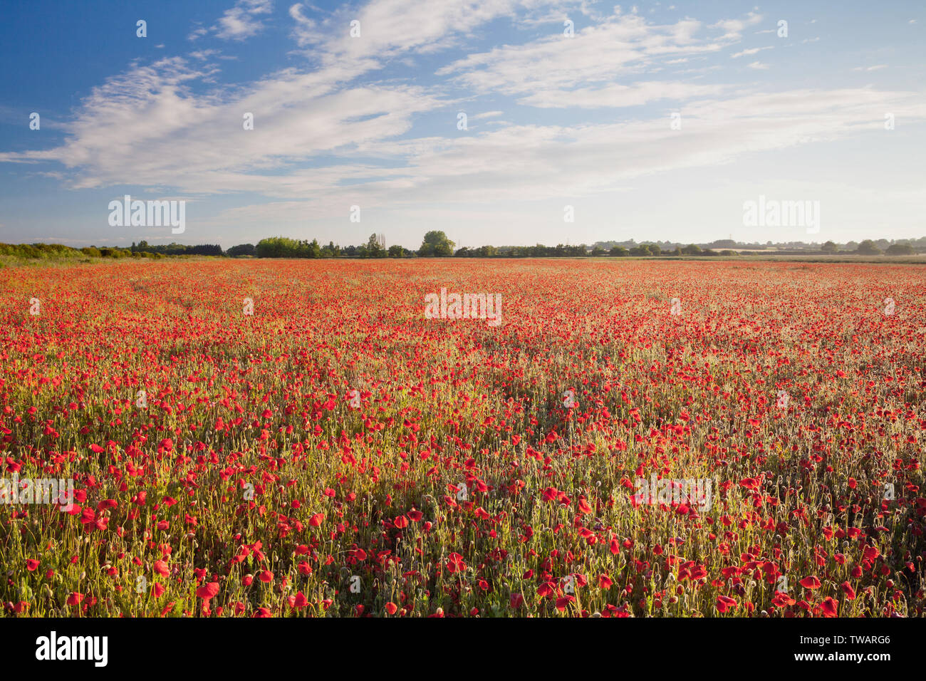 UK Weather: Sunrise over a field of poppies on a bright June morning. Near Messingham, North Lincolnshire, UK. 16th June 2019. Stock Photo