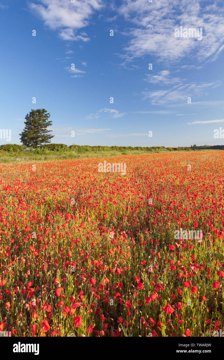 UK Weather: Sunrise over a field of poppies on a bright June morning. Near Messingham, North Lincolnshire, UK. 16th June 2019. Stock Photo