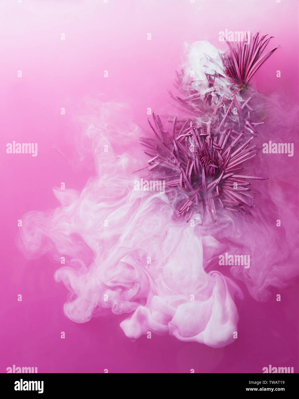 Pink Chrysanthemum With Green Leaves Inside The Purple Water With White Acrylic Paints Watercolor Style And Abstract Image Of Pink Golden Daisy Stock Photo Alamy