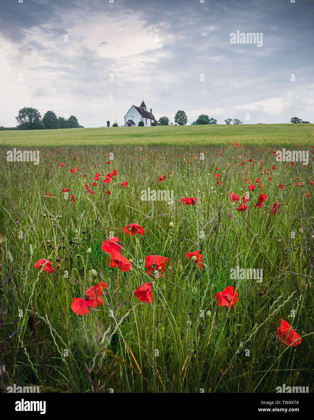 Red poppies and green surrounding an old english church, St Hubert's church in Idsworth, Hampshire Stock Photo