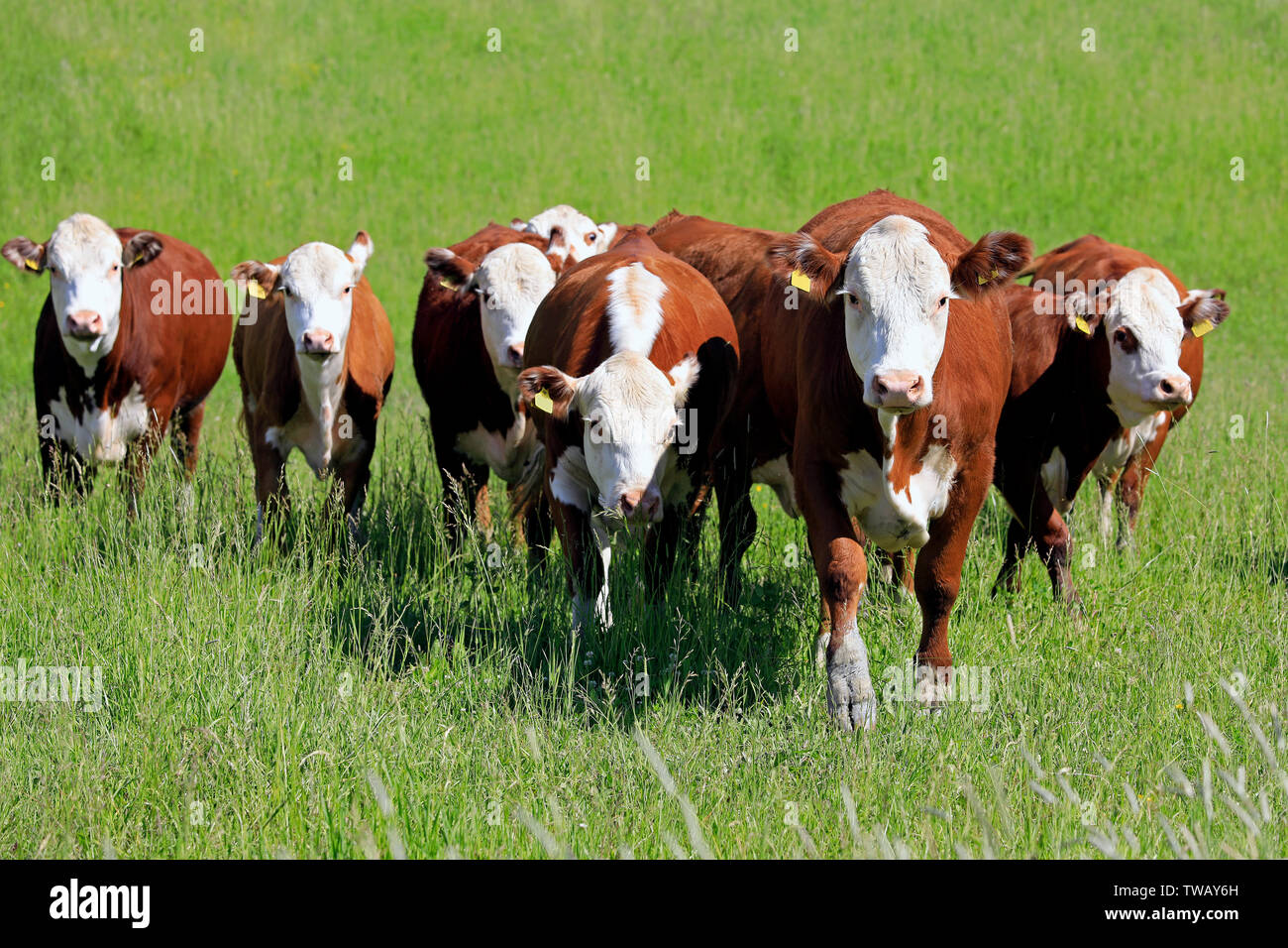 Herd of seven white-brown cows running straight ahead towards camera on a green grass pasture on a day of summer. Selective focus. Stock Photo