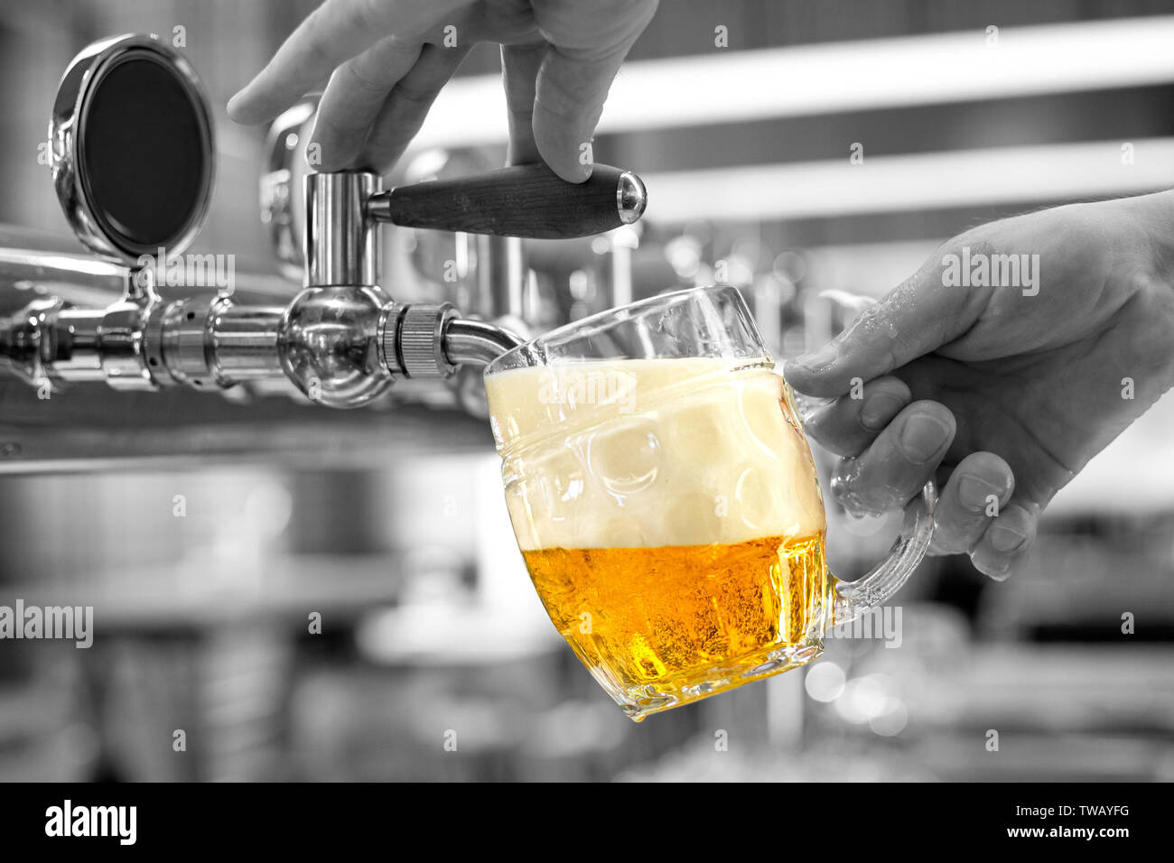 A man pouring draft lager beer into a dimpled glass mug  in a modern pub. Black and white background. Stock Photo