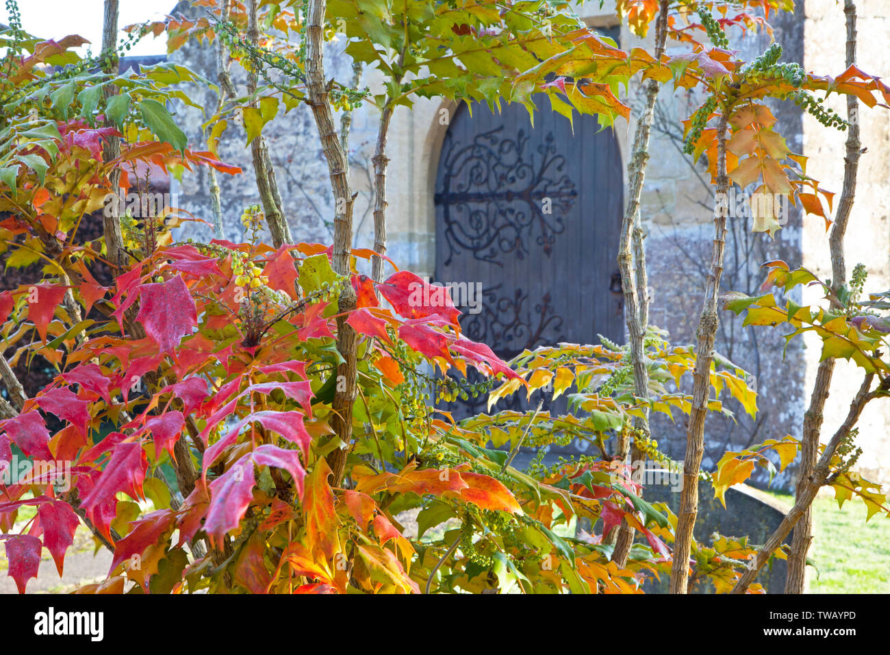 The doorway of St. Aldhelm's Church in the village of Bishopstrow near Warminster in Wiltshire, framed by the leaves of a Mahonia shrub. Stock Photo