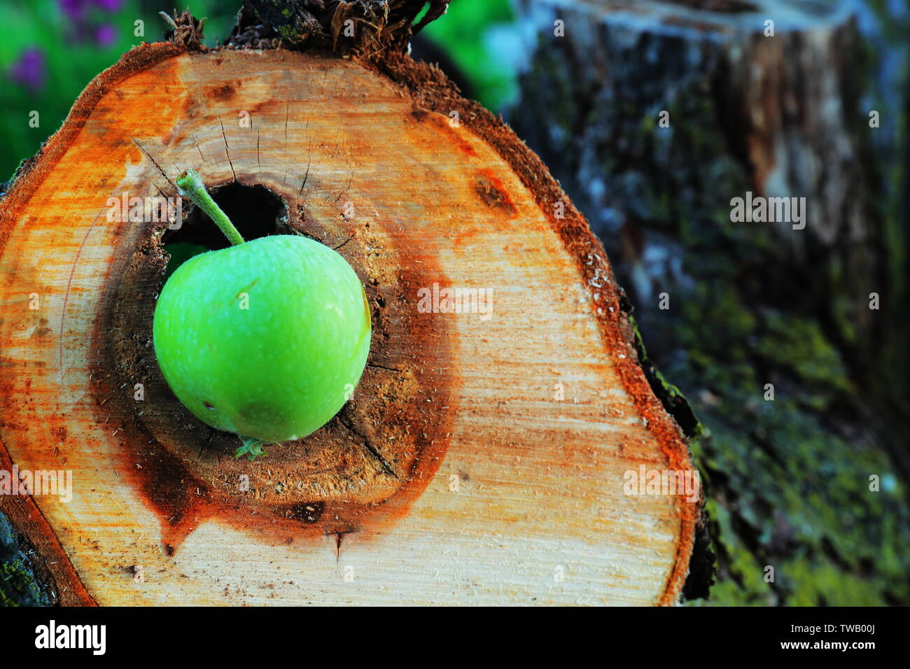 Apple inside the hollow core of a sawed-off apple tree branch Stock Photo